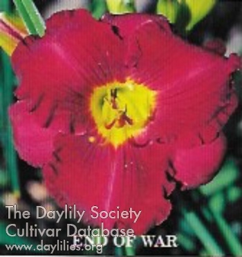 Daylily End of War